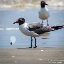 Galveston Island State Park