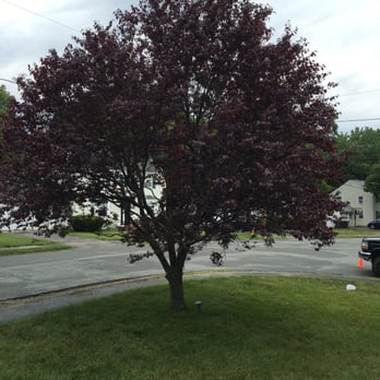 An Artist's Touch Tree & Shrub Inc - Our beautiful tree after An Artist's Touch tree and shrub pruning.  Thank you Adrian and team! - Tree Services Near Me - Newton, Massachusetts