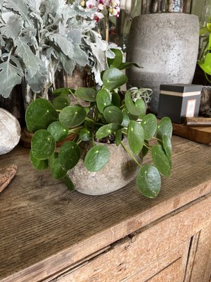 The Conservatory Florist by null