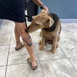 Diamond Tattoo - My dog admiring his portrait.