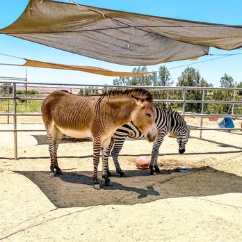 Sugarplum Zoo - Chocolatiers & Shops Near Me - Temecula, California