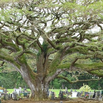 Alae Cemetery - Funeral Services & Cemeteries Near Me - Hilo, Hawaii Alae Cemetery - Funeral Services & Cemeteries Near Me - Hilo, Hawaii