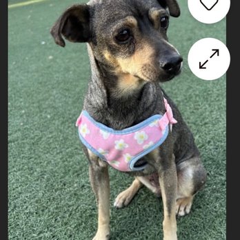 Miracle Dog Rescue - Pet Adoption Near Me - Bell Gardens, California Miracle Dog Rescue - Pet Adoption Near Me - Bell Gardens, California