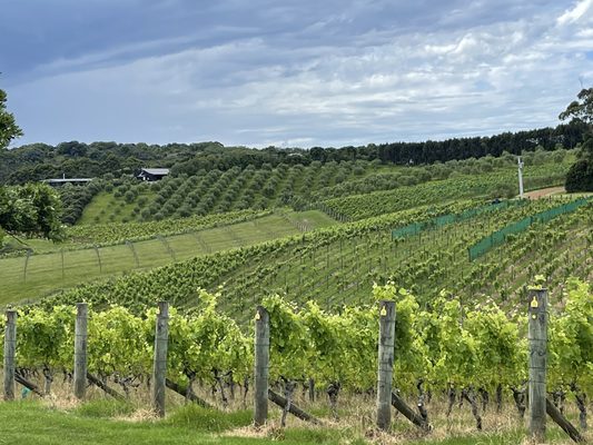 Waiheke Island by null