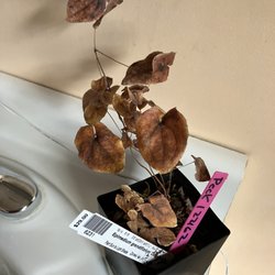 Plant Delights Nursery