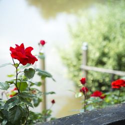 Altes Eishaus Hotel - Rosen laden mit ihrem Äußeren und ihrem Duft zum Verweilen im Biergarten Restaurant Altes Eishaus ein.