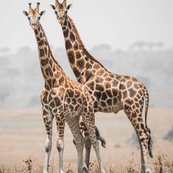 Kabira Safaris & Tours