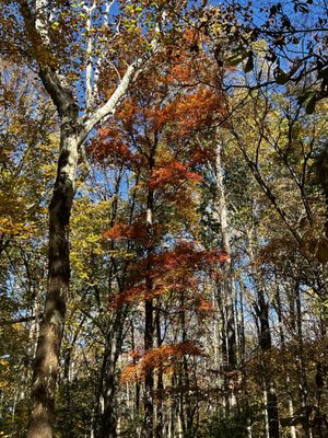 Rockefeller State Park Preserve by null