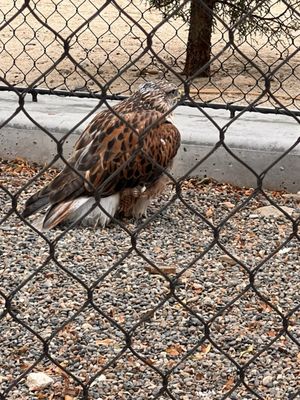The Peregrine Fund's World Center For Birds of Prey by null