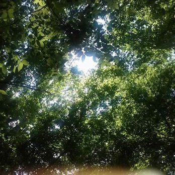 Al Buehler Cross Country Trail - Hiking Near Me - Durham, North Carolina