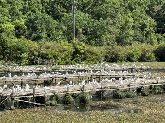 Jungle Gardens by null