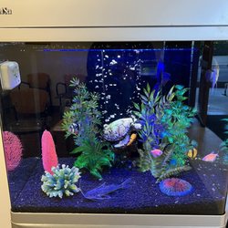 San Pedro Eye Care - Awesome fish tank!