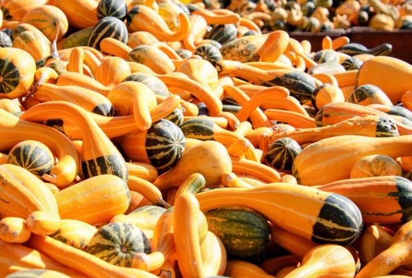 Goebbert's Farm - South Barrington by null