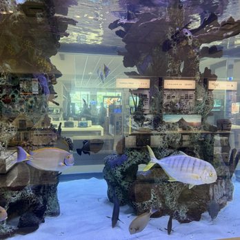 Abt - Aquarium - Electronics Near Me - Glenview, Illinois