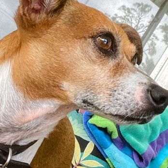Pet Angel Memorial Center - Pet Cremation Services Near Me - Orlando, Florida Pet Angel Memorial Center - Pet Cremation Services Near Me - Orlando, Florida