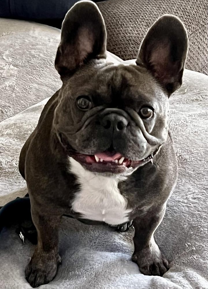 GABBY’S GROOMING Updated May 2024 11 Photos 21891 Barbados