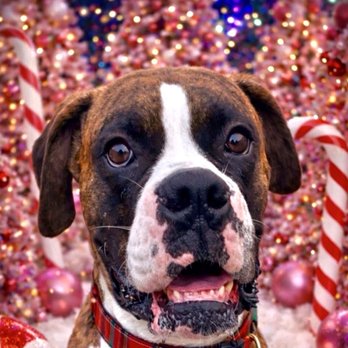 Maricamp Animal Hospital - Grayson, Boxer mix - Veterinarians Near Me - Ocala, Florida Maricamp Animal Hospital - Grayson, Boxer mix - Veterinarians Near Me - Ocala, Florida