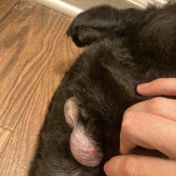 Beth's Barks N Bubbles - Evidence of razor burn on puppy privates, hair and skin missing on tail - Pet Groomers Near Me - Durham, North Carolina
