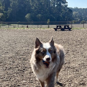 Cambria Dog Park - Dog Parks Near Me - Cambria, California Cambria Dog Park - Dog Parks Near Me - Cambria, California