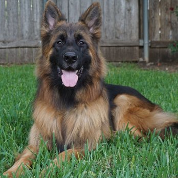 The Guardian Kennel - Pet Services Near Me - Waco, Texas The Guardian Kennel - Pet Services Near Me - Waco, Texas