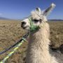 Llama Trekking By Lookin Up Outfitters