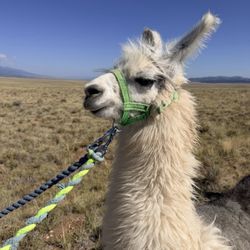 Llama Trekking By Lookin Up Outfitters