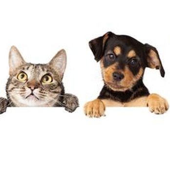 Midway Mobile Veterinary Service - untitled - Veterinarians Near Me - Largo, Florida
