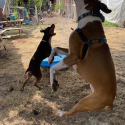 Ieasha’s Pawsitive Pet Services