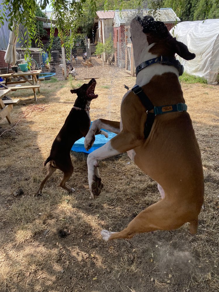 Ieasha’s Pawsitive Pet Services - pet boarding facility in Saint Paul, OR