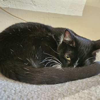 KitTea - Pet Adoption Near Me - San Francisco, California