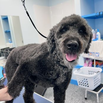 Sudsy Pup Spa - Pet Groomers Near Me - Ann Arbor, Michigan