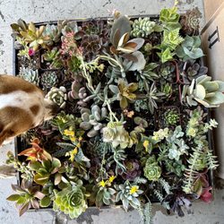 Rod’s Nursery - My pup appreciating the beauties I chose. $55 for the whole flat.