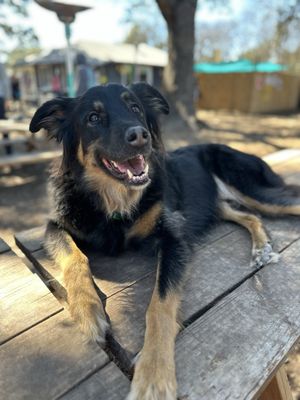 The Watering Bowl by null