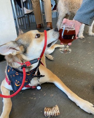 Gentile Brewing Company by null