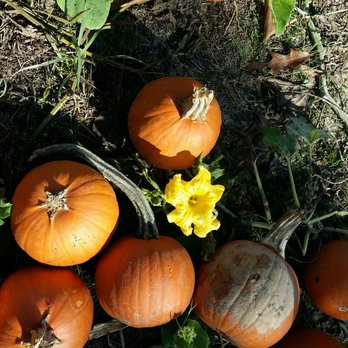 Motley's Pumpkin Patch - We found a pumpkin flower ! - Christmas Trees Near Me - Little Rock, Arkansas Motley's Pumpkin Patch - We found a pumpkin flower ! - Christmas Trees Near Me - Little Rock, Arkansas