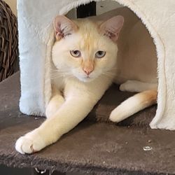 Foster and Forever Pet Rescue