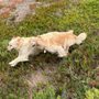 Photo of Prosh Pets Dog Walking and Pet Sitting