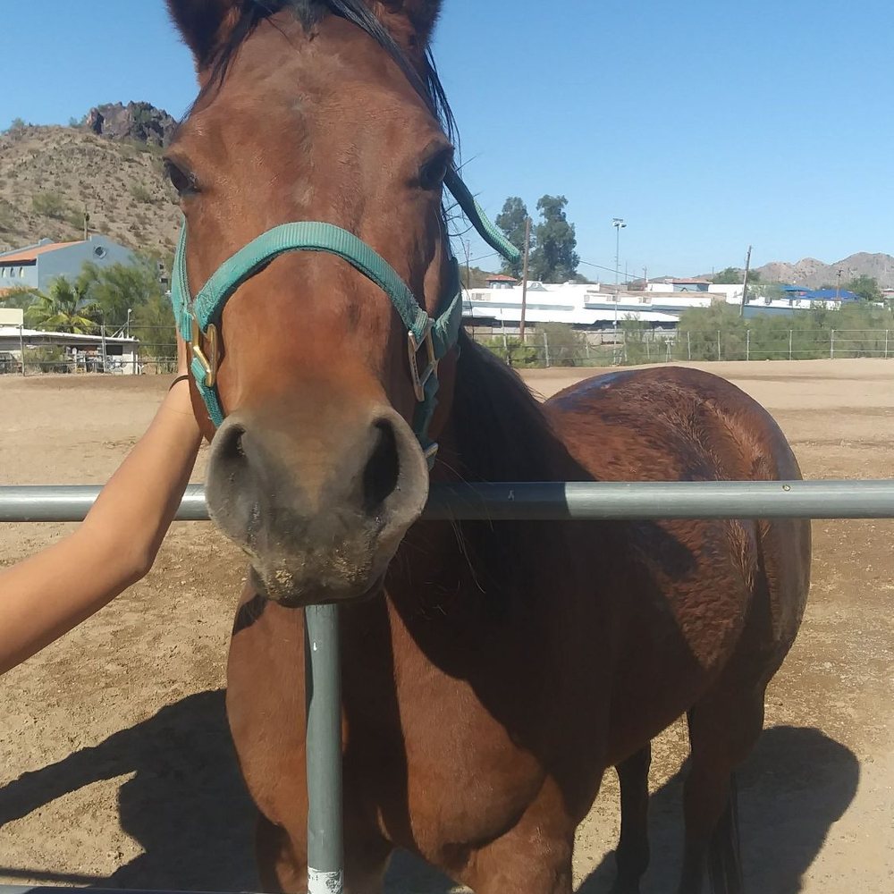 Stony Mountain Ranch - Lady Miriam - Pet Services Near Me - Phoenix, Arizona Stony Mountain Ranch - Lady Miriam - Pet Services Near Me - Phoenix, Arizona