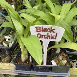 Smiley’s Orchids