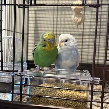 Bark and Beyond Pet Services - Pet Sitting Near Me Bark and Beyond Pet Services - Pet Sitting Near Me