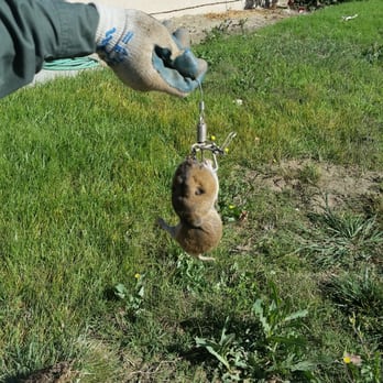 Go-Pher The Kill Pest Control - Here was my problem in front yard - Pest Control Near Me - Riverside, California Go-Pher The Kill Pest Control - Here was my problem in front yard - Pest Control Near Me - Riverside, California