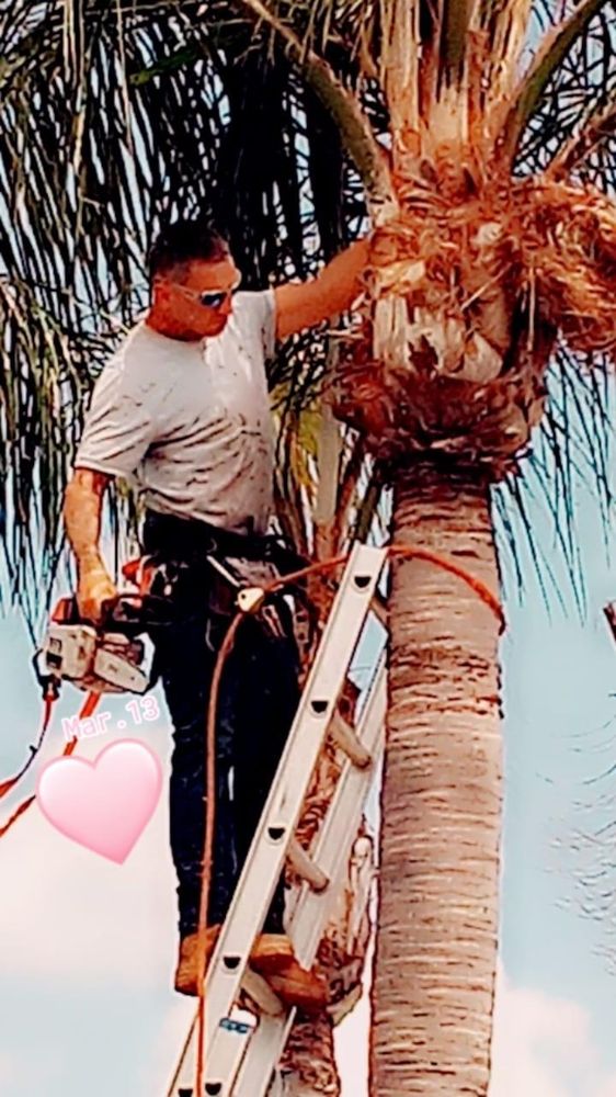 Standin On A Limb - tree service in Riverview , FL