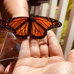 Butterfly release Butterfly release