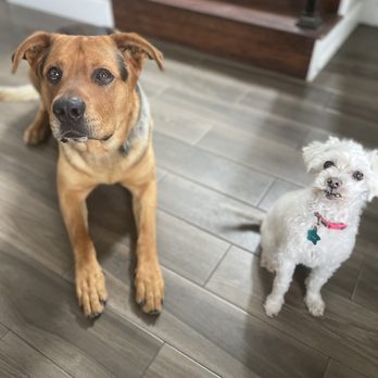 Fresh Paws on the Go - Pet Groomers Near Me