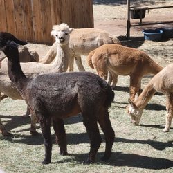 Alpacas of San Diego - Who's that over there?!