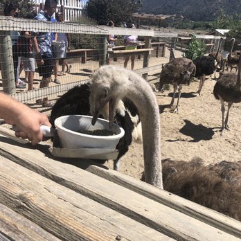 Ostrichland USA - Attraction Farms Near Me - Solvang, California