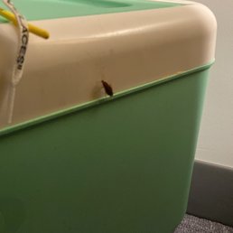 Roach in room Roach in room