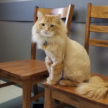 Spearfish Veterinary Clinic - One of the staff cats. - Veterinarians Near Me - Spearfish, South Dakota