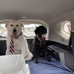 Aprils Pet Grooming - Molly and Marcus all done with their spa day.