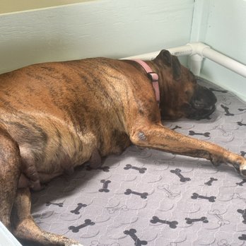 Maika'i Veterinary Clinic - My pregnant purebred boxer. - Veterinarians Near Me - Hilo, Hawaii Maika'i Veterinary Clinic - My pregnant purebred boxer. - Veterinarians Near Me - Hilo, Hawaii